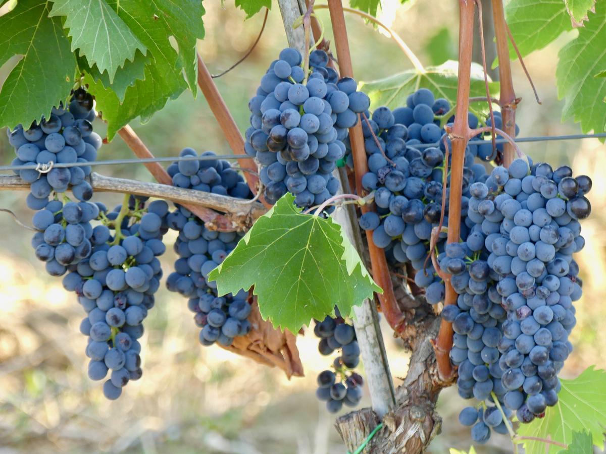 Due Piani Villa Barberino di Val dʼElsa Eksteriør bilde
